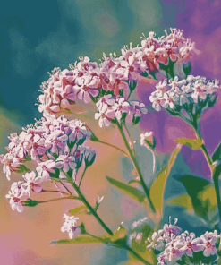 Valerian Blossoms Diamond Painting