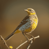 Western Meadowlark Bird Diamond Painting