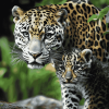 White Leopard and Baby Wildlife Diamond Painting