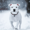 White Staffy in Winter Diamond Painting