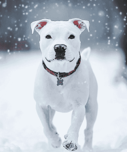 White Staffy in Winter Diamond Painting