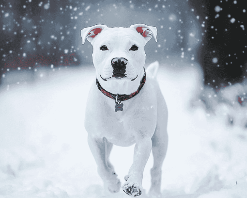 White Staffy in Winter Diamond Painting