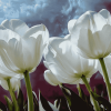 White Tulips Blossom Diamond Painting