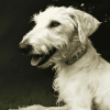 White Wolfhound Puppy Diamond Painting