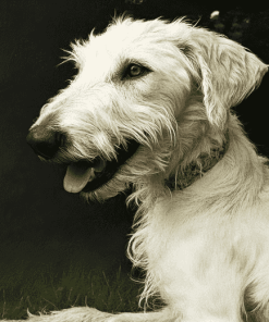 White Wolfhound Puppy Diamond Painting