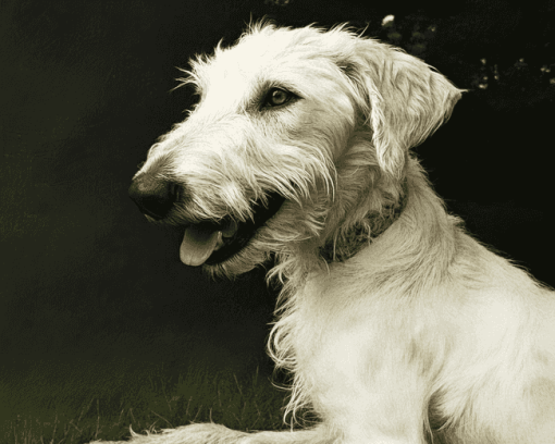 White Wolfhound Puppy Diamond Painting