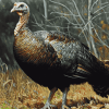 Wild Turkey Birds Diamond Painting