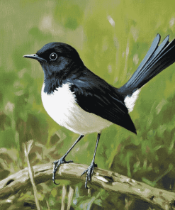 Willie Wagtail Birds Diamond Painting