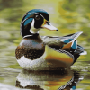 Wood Duck Wildlife Diamond Painting