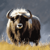 Aesthetic Muskox Diamond Painting