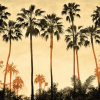 Aesthetic Palm Trees Diamond Painting