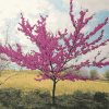 Aesthetic Redbud Trees Diamond Painting