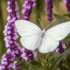 Aesthetic White Butterfly Diamond Painting