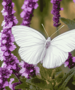 Aesthetic White Butterfly Diamond Painting