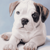 American Bulldog Puppy Diamond Painting