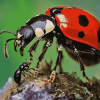 Ant and Ladybug Close-Up Diamond Painting