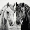 Black And White Cob Horses Diamond Painting