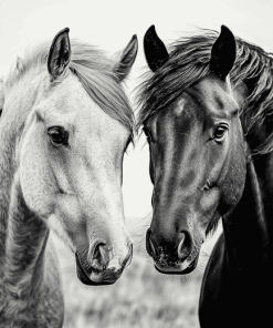 Black And White Cob Horses Diamond Painting