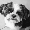 Black And White Shih Tzu Puppy Diamond Painting