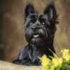 Black Cairn Terrier Puppy Diamond Painting