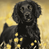 Black Flat Coated Retriever Puppy Diamond Painting