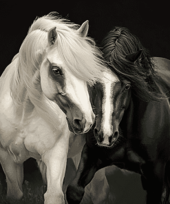 Black and White Cob Horses Diamond Painting