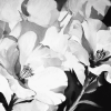 Black and White Flower Diamond Painting