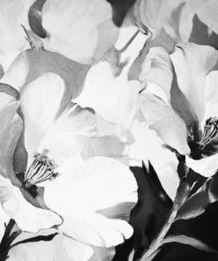 Black and White Flower Diamond Painting