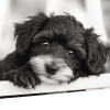 Black and White Yorkiepoo Puppy Diamond Painting