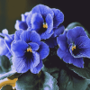 Blue African Violet Blossoms Diamond Painting