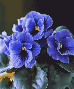 Blue African Violet Blossoms Diamond Painting