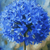 Blue Allium Blossoms Diamond Painting