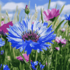 Blue Cornflower Blossoms Diamond Painting