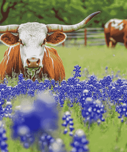 Bluebonnets and Longhorns Diamond Painting