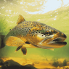 Brown Trout Carp Fish Diamond Painting