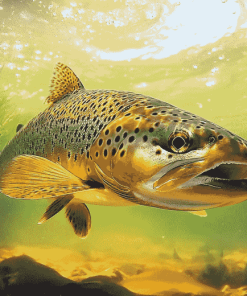 Brown Trout Carp Fish Diamond Painting