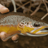 Brown Trout Fish Close-Up Diamond Painting