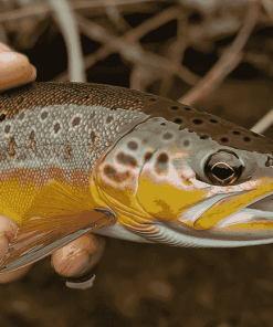 Brown Trout Fish Close-Up Diamond Painting