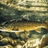 Brown Trout Fish Diamond Painting