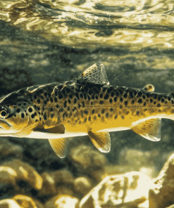 Brown Trout Fish Diamond Painting