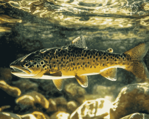 Brown Trout Fish Diamond Painting