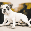 Bulldog Puppy Portraits Diamond Painting