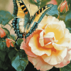 Butterfly and Rose Diamond Painting