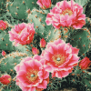 Cactus with Pink Rose Blossoms Diamond Painting