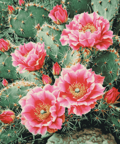 Cactus with Pink Rose Blossoms Diamond Painting