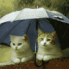 Cats and Kittens Under Umbrella Diamond Painting