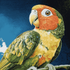 Cheeked Parakeet Avian Diamond Painting