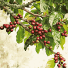 Coffee Tree Plant Diamond Painting