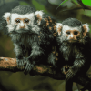 Colorful Marmosets Monkey Diamond Painting