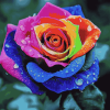 Colorful Rose Blossoms Diamond Painting